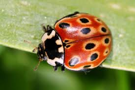 Attēlu rezultāti vaicājumam “Anatis ocellata”