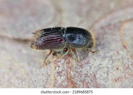 Attēlu rezultāti vaicājumam “Scolytidae”