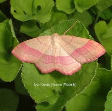 Attēlu rezultāti vaicājumam “Rhodostrophia vibicaria”