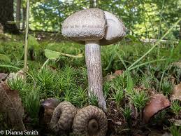 Attēlu rezultāti vaicājumam “Leccinum scabrum”