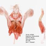 Attēlu rezultāti vaicājumam “Hypatima rhomboidella”