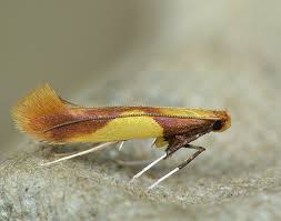 Attēlu rezultāti vaicājumam “Caloptilia alchimiella”