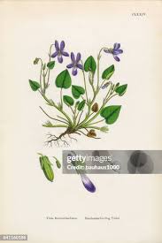 Attēlu rezultāti vaicājumam “Viola reichenbachiana”