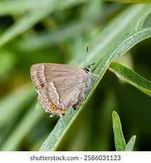 Attēlu rezultāti vaicājumam “Favonius quercus”