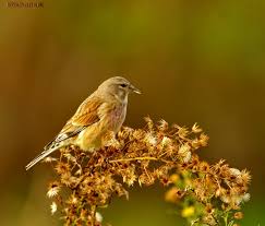 Attēlu rezultāti vaicājumam “Carduelis cannabina adult”
