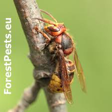 Attēlu rezultāti vaicājumam “Vespa crabro”