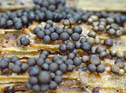 Attēlu rezultāti vaicājumam “Cribraria argillacea sessile”