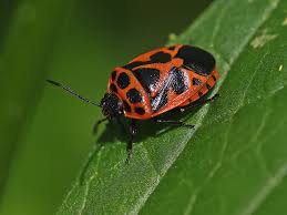 Attēlu rezultāti vaicājumam “Eurydema dominulus imago”