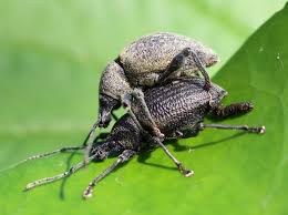 Attēlu rezultāti vaicājumam “Attelabidae”