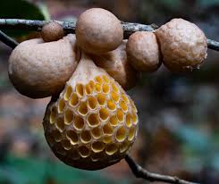 Attēlu rezultāti vaicājumam “Cribraria rubiginosa stalked”