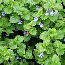 Image result for Glechoma hederacea
