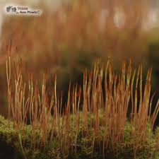 Attēlu rezultāti vaicājumam “Ceratodon purpureus”