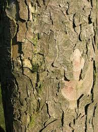 Attēlu rezultāti vaicājumam “Acer pseudoplatanus fo. purpurascens”