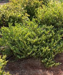 Attēlu rezultāti vaicājumam “Diderma cingulatum young”