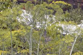 Attēlu rezultāti vaicājumam “Anethum graveolens flower”