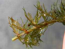 Attēlu rezultāti vaicājumam “Myriophyllum spicatum”