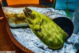 Image result for Gymnothorax funebris