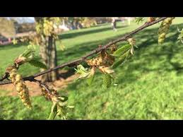 Attēlu rezultāti vaicājumam “Carpinus betulus male flower”