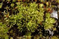 Attēlu rezultāti vaicājumam “Atrichum flavisetum”