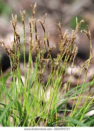 Attēlu rezultāti vaicājumam “Carex digitata fruit”