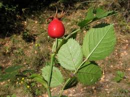 Attēlu rezultāti vaicājumam “Rosa subcanina”