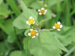 Attēlu rezultāti vaicājumam “Galinsoga quadriradiata flower”
