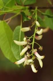 Attēlu rezultāti vaicājumam “Taphrina padi”