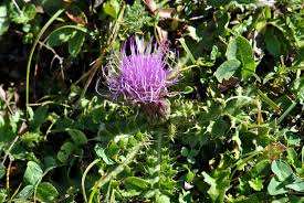 Attēlu rezultāti vaicājumam “Cirsium acaule”