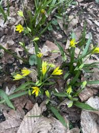 Attēlu rezultāti vaicājumam “Gagea lutea”