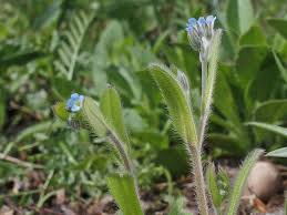 Attēlu rezultāti vaicājumam “Myosotis ramosissima”