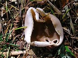 Attēlu rezultāti vaicājumam “Peziza repanda”