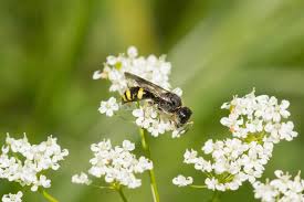 Attēlu rezultāti vaicājumam “Ancistrocerus sp.”