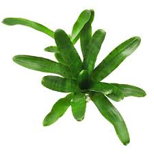 Image result for Dendroica tigrina