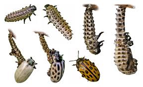 Attēlu rezultāti vaicājumam “Chrysomela vigintipunctata”