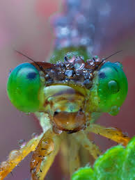 Attēlu rezultāti vaicājumam “Amaurochaete atra macro”