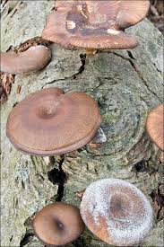 Attēlu rezultāti vaicājumam “Polyporus brumalis”