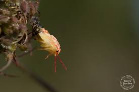 Attēlu rezultāti vaicājumam “Carpocoris sp.”