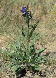 Attēlu rezultāti vaicājumam “Anchusa arvensis”
