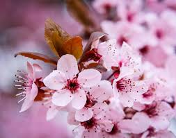 Attēlu rezultāti vaicājumam “Prunus cerasifera flower”
