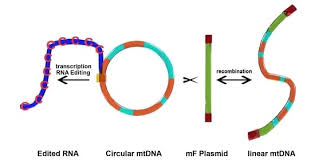 Attēlu rezultāti vaicājumam “Didymium nigripes young”