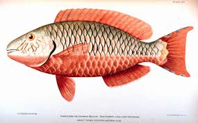 Image result for Sparisoma amplum