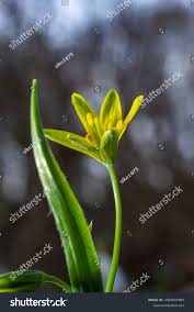 Attēlu rezultāti vaicājumam “Gagea lutea bud”