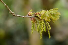 Attēlu rezultāti vaicājumam “Quercus robur male flower”