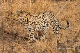 Attēlu rezultāti vaicājumam “Lycogala leopardinum macro”