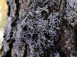 Attēlu rezultāti vaicājumam “Physcia aipolia”