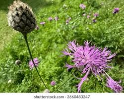 Attēlu rezultāti vaicājumam “Serratula tinctoria flower”