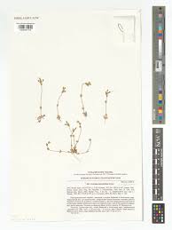 Attēlu rezultāti vaicājumam “Cerastium semidecandrum leaf”