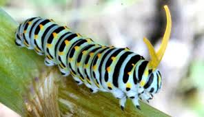 Attēlu rezultāti vaicājumam “Papilio machaon larva”