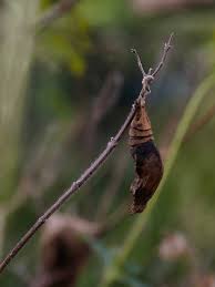 Attēlu rezultāti vaicājumam “Euphydryas maturna pupa”