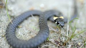 Image result for Ringelnatter